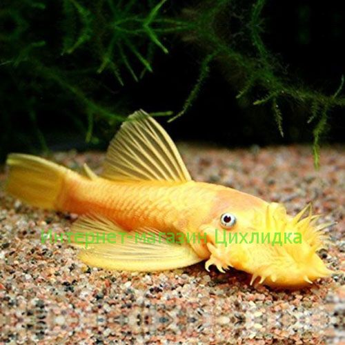 Анциструс золотой альбинос (Ancistrus dolichopterus albino gold)