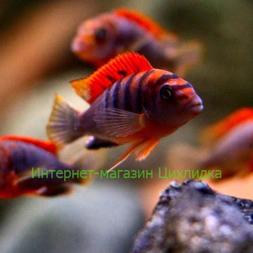 Лабидохромис Хонги ред (Labidochromis Kimpuma red)