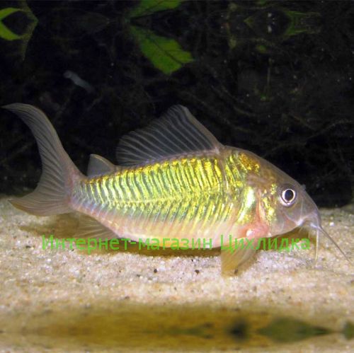 Брохис изумрудный (Brochis splendens)