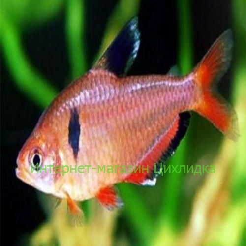 Серпас (Hyphessobrycon eques) 