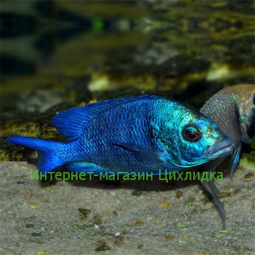 Дельфин Гизель (Placidochromis phenochilus Gissel)