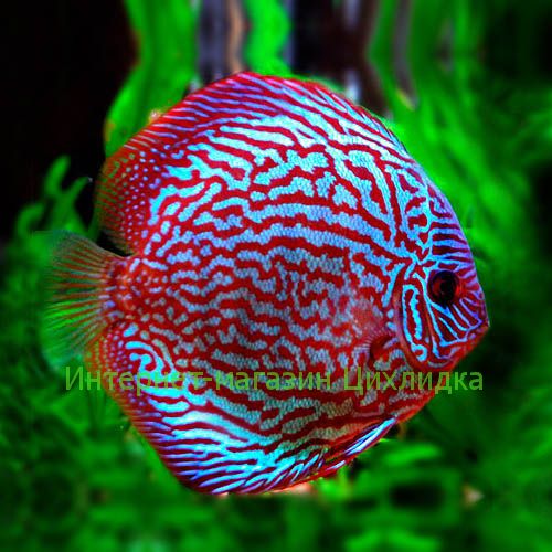 Дискус красный туркис (Discus Red Turquoise)