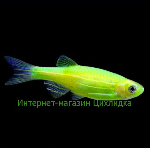 Данио зеленый GloFish (Danio Electric Green)