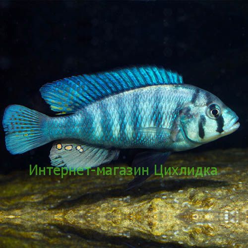 Неохромис голубой (Haplochromis omnicaeruleus)