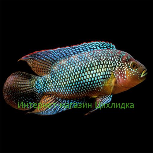 Цихлазома восьмиполосая (Cichlasoma octofasciatum)