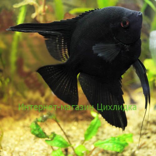 Скалярия черная (Pterophyllum scalare black)