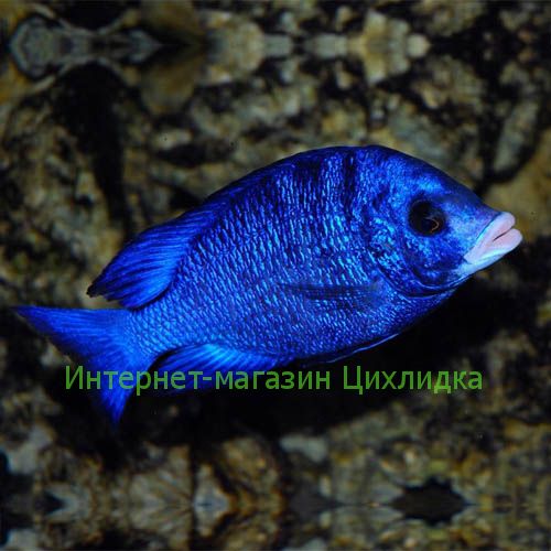 Белогубый дельфин (Placidochromis phenochilus)