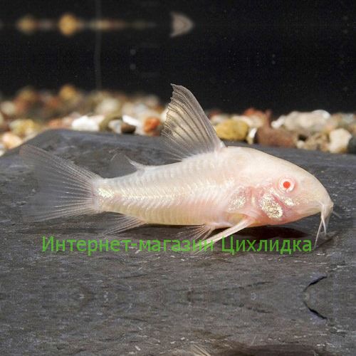 Коридорас крапчатый альбинос (Corydoras paleatus albino)