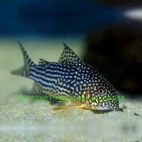 Коридорас штерба (Corydoras sterbai)