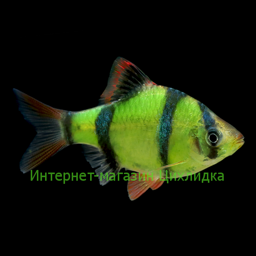 Барбус суматранский GloFish (Barbus Electric Green)