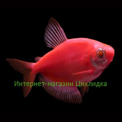 Тернеция красная GloFish (Ternetzi Starfire Red)