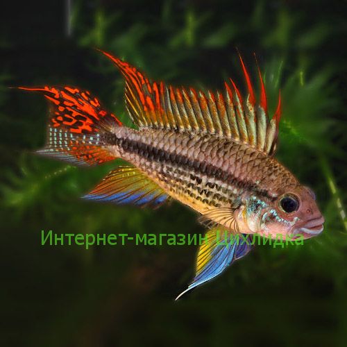 Апистограмма какаду (Apistogramma cacatuoides)