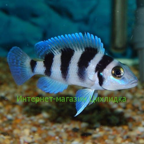 Лампрологус пятиполосый (Neolamprologus tretocephalus)