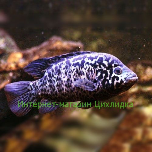 Кубинская цихлазома (Cichlasoma tetracanthus)