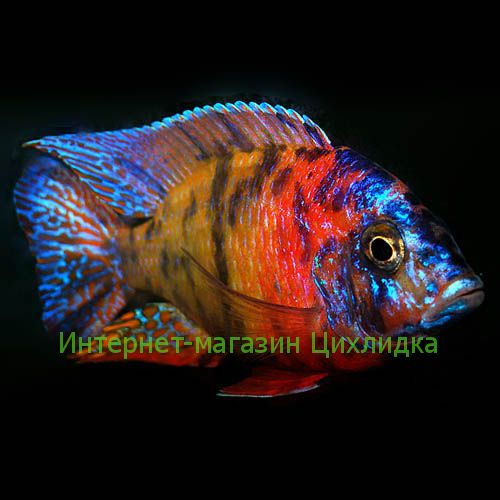 Аулонокара мультиколор (Aulonocara Multicolor)