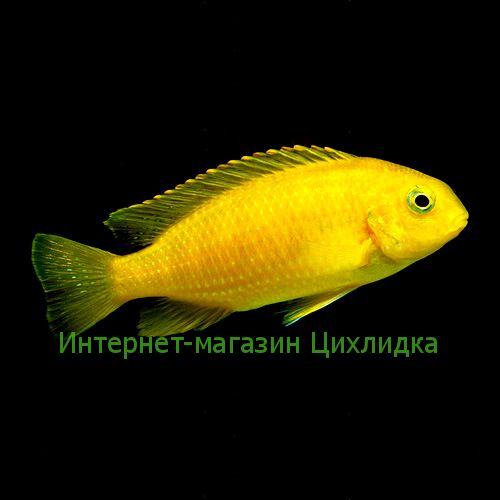 Трофеопс золотой (Tropheops macrophthalmus gold)
