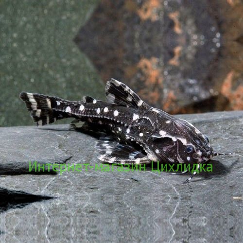 Агамикс звёздчатый (Agamyxis pectinifrons)