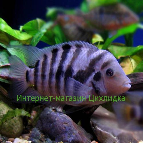 Цихлазома чернополосая (Cichlasoma nigrofasciatum)