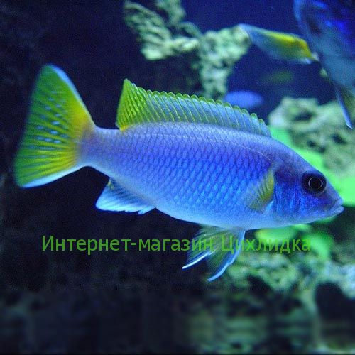 Аки голубой (Pseudotropheus acei Luwala Reef)