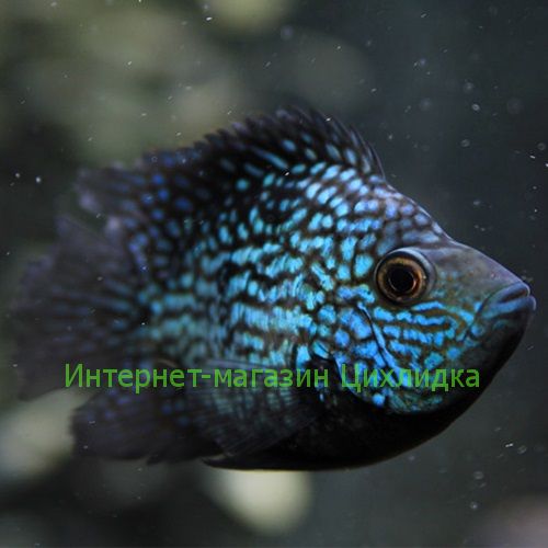 Бриллиантовая цихлазома дисковая (Cichlasoma cyanoguttatum balloon)