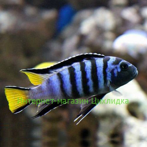 Мпанга (Pseudotropheus elongatus Mpanga)