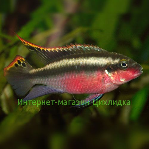 Цихлида-попугай (Pelvicachromis pulcher)