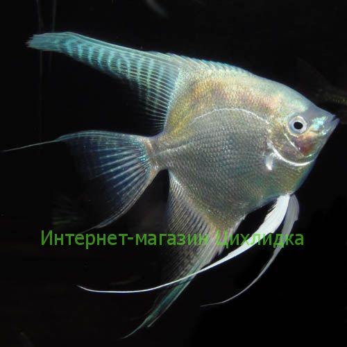 Скалярия платиновая (Pterophyllum scalare platinum)