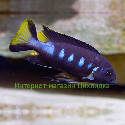 Элонгатус чевере (Pseudotropheus elongatus chewere)
