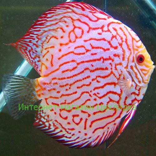 Дискус скорпион (Discus Scorpion)