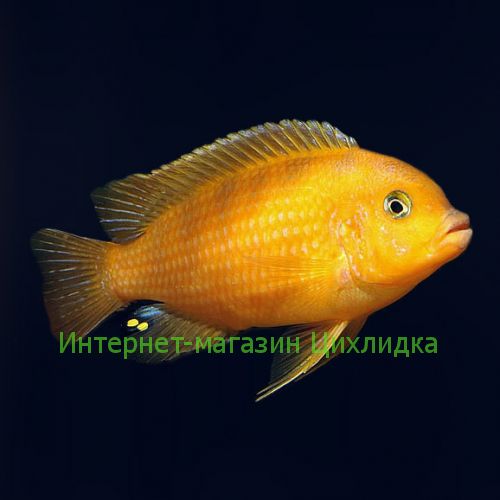 Ломбардо (Pseudotropheus lombardoi)