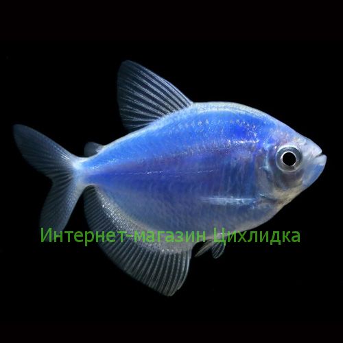 Тернеция синяя GloFish (Ternetzi Cosmic Blue)