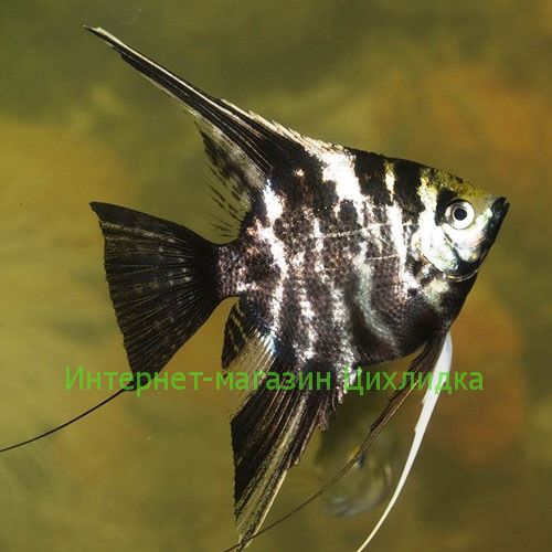 Скалярия мраморная (Pterophyllum scalare marble)