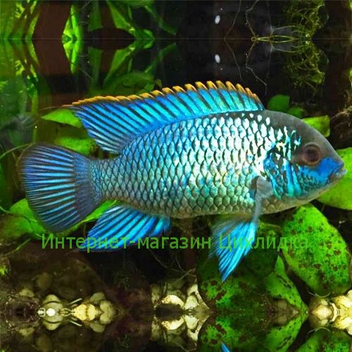 Наннакара блю неон (Nannacara neon blue)