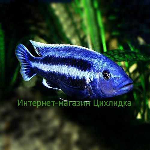 Меланохромис чипока (Melanochromis chipokae)
