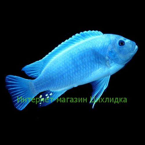 Зебра голубая (Pseudotropheus zebra blue)