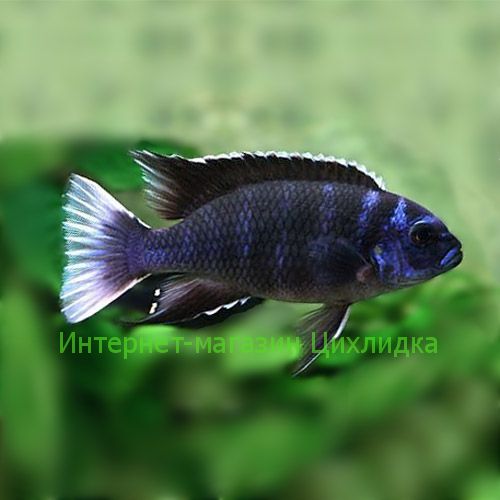 Аки белохвостый  (Pseudotropheus acei Ngara)
