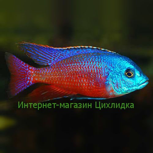 Боадзулу (Protomelas taeniolatus Boadzulu Red)