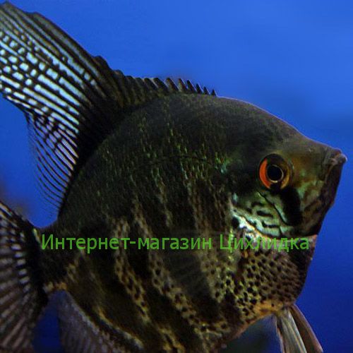 Скалярия зеленая (Pterophyllum scalare green)