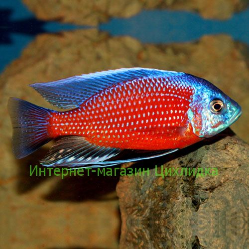 Копадихромис каданго (Copadichromis borleyi kadango)