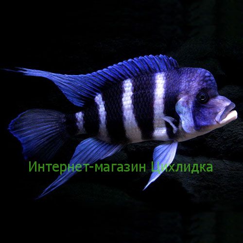 Фронтоза (Cyphotilapia frontosa)