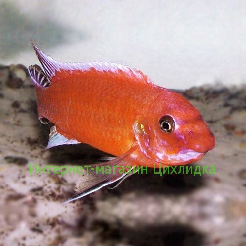 Лабеотрофеус тревавас чилумба (Labeotropheus trewavasae chilumba)