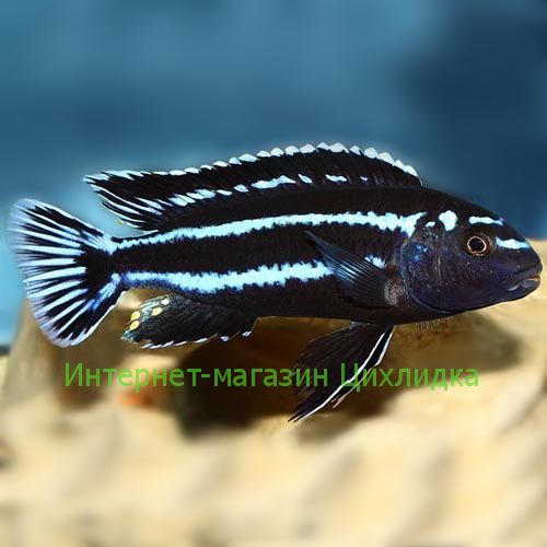 Йохани (Melanochromis johanni)