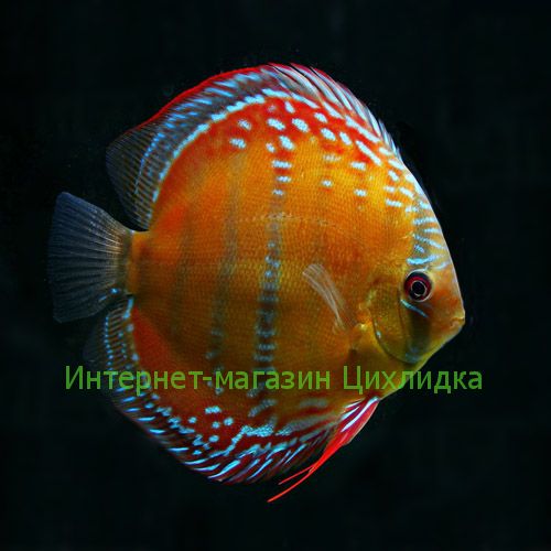 Дискус Красный Аленкер (Discus Red Alenquer)