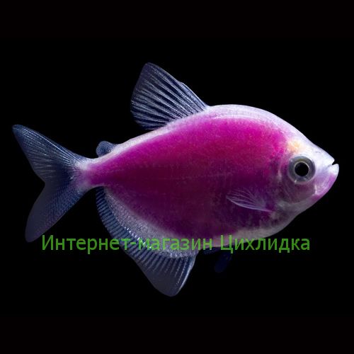 Тернеция фиолетовая GloFish (Ternetzi Galactic Purple)