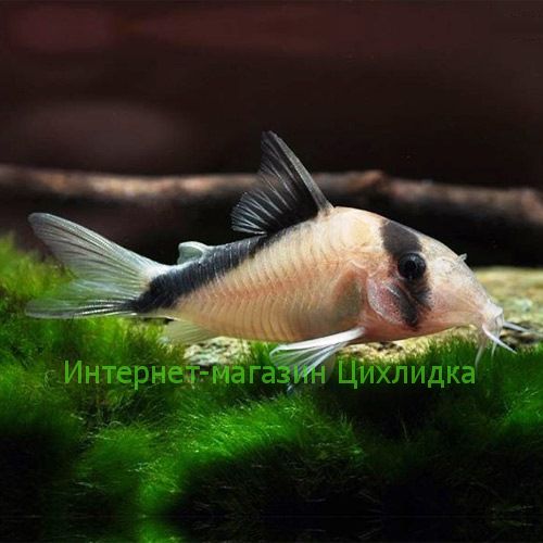 Коридорас давидсандси (Corydoras davidsandsi)