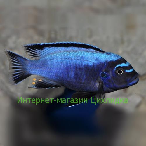 Мембе диип (Metriaclima membe deep)
