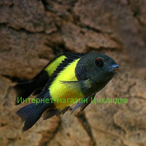 Трофеус икола (Tropheus moorii Ikola)