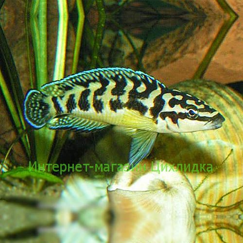 Юлидохромис масковый (Julidochromis transcriptus)