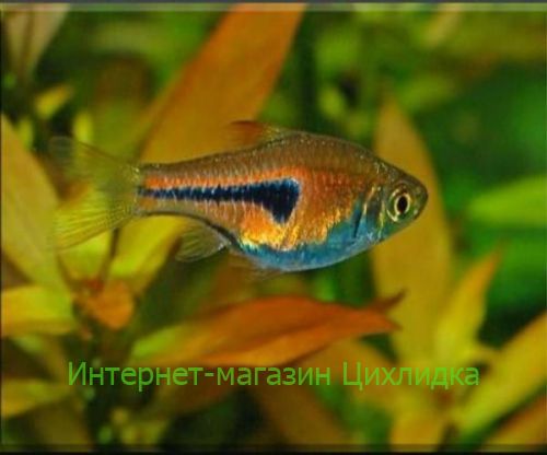 Расбора эспеи (Trigonostigma espe)