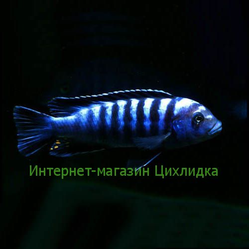 Лихучи (Pseudotropheus elongatus Luhuchi)